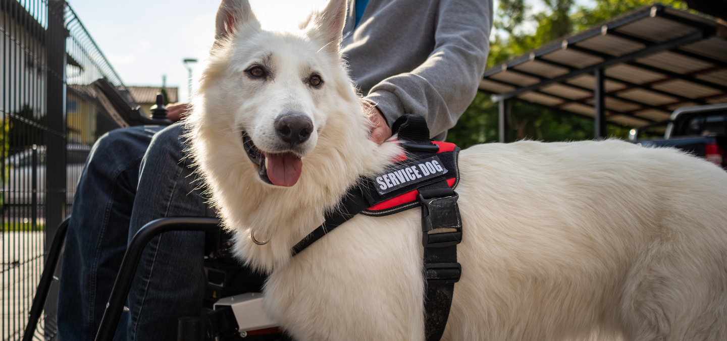 Are There Tax Benefits if I Own a Service Animal? - The TurboTax Blog