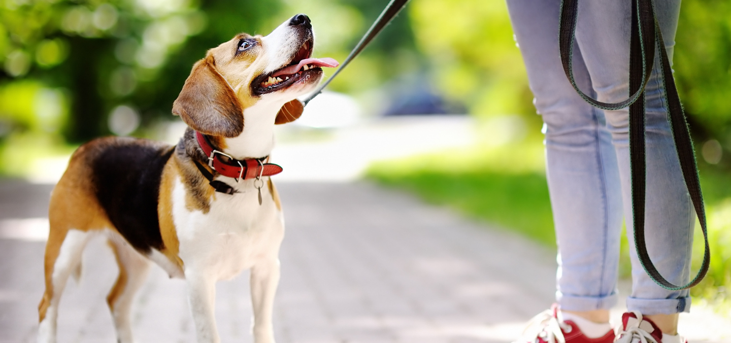 Is This Deductible? Adopting a Pet - The TurboTax Blog